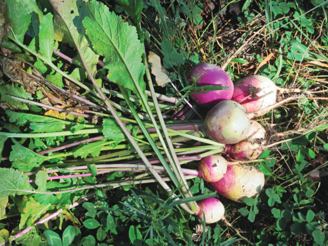 Unusual Vegetables to Grow from Pre-Columbian Times Image